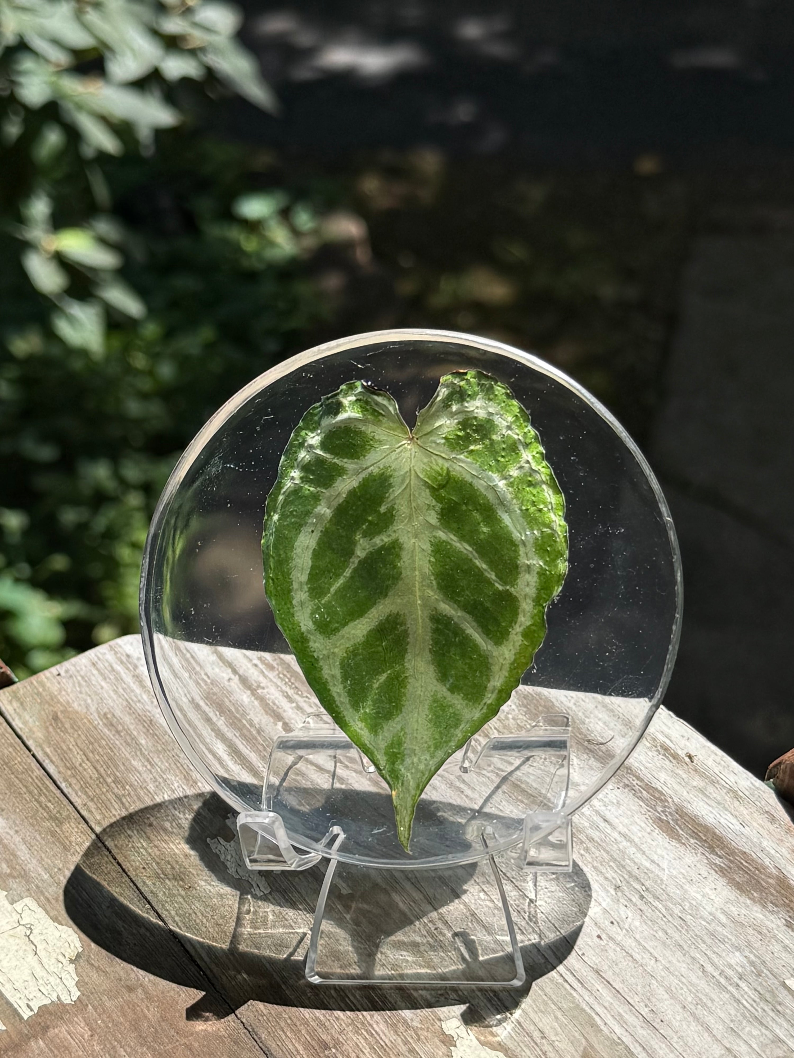 Preserved REAL A. KOS x Dorayaki Leaf