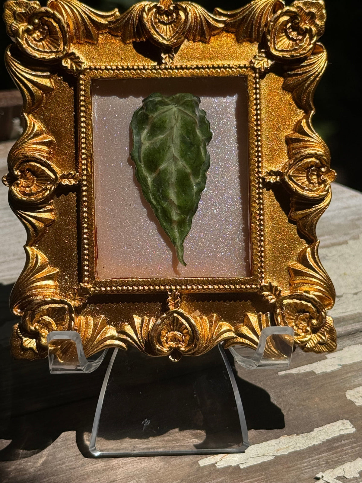 Framed A. Forgettii x Waroc
