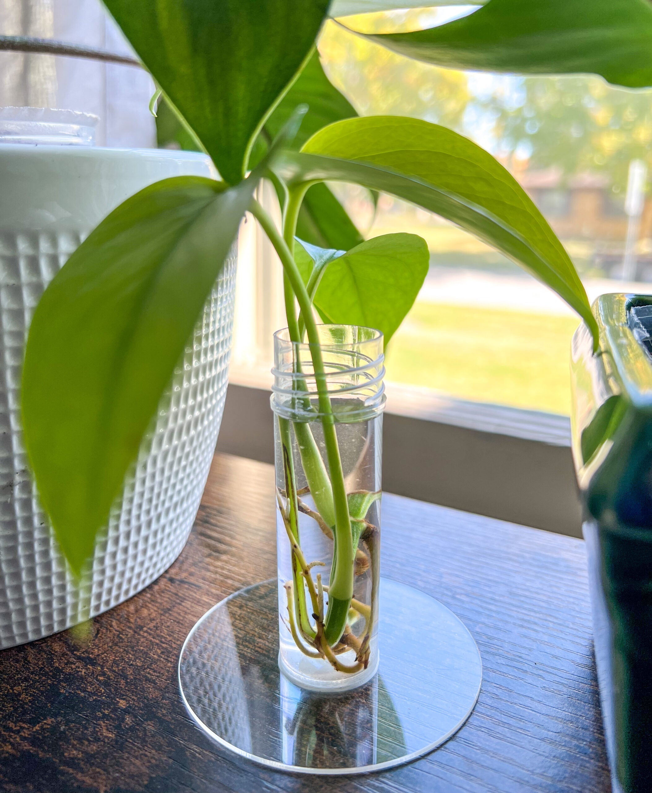 Kids Propagation Kit - Original