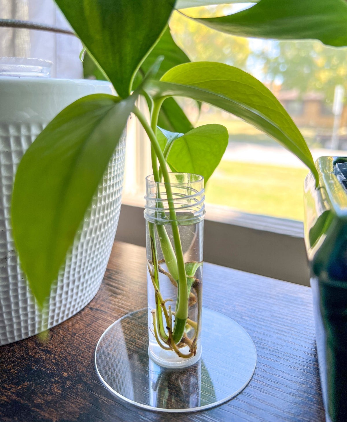 Kids Propagation Kit - Original