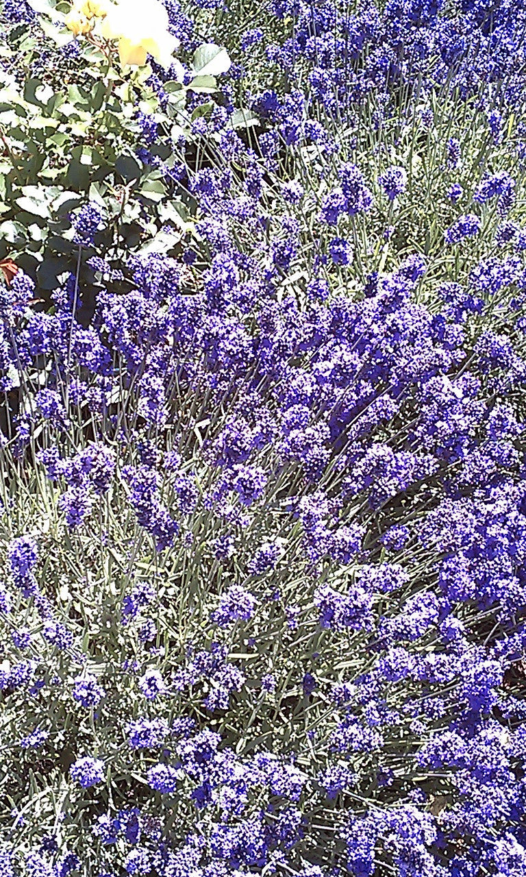 essential oils aromatherapy blending customize lavender