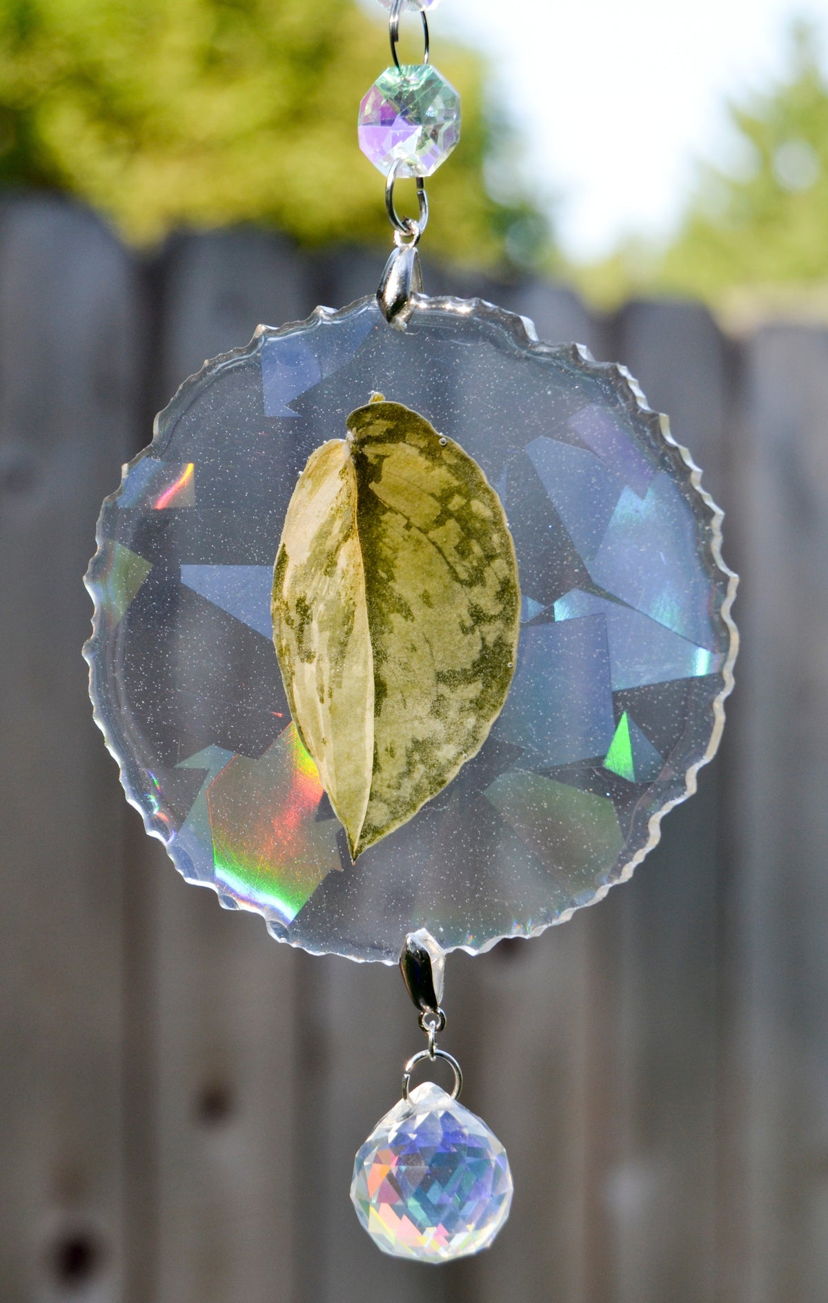 Leaf Suncatcher - Holo S. Exotica Albo