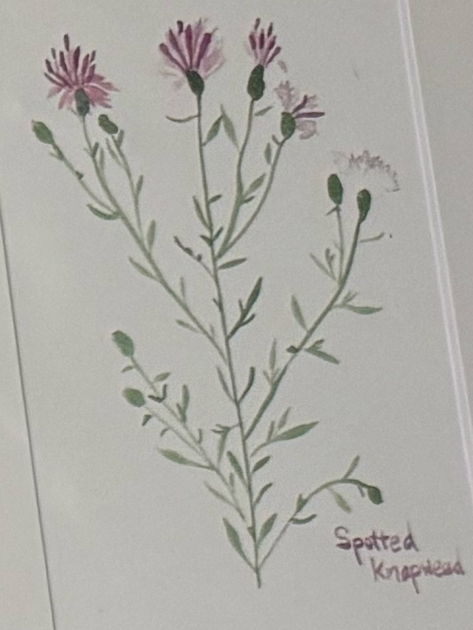 Illustration of a spotted knapweed plant on a white background
