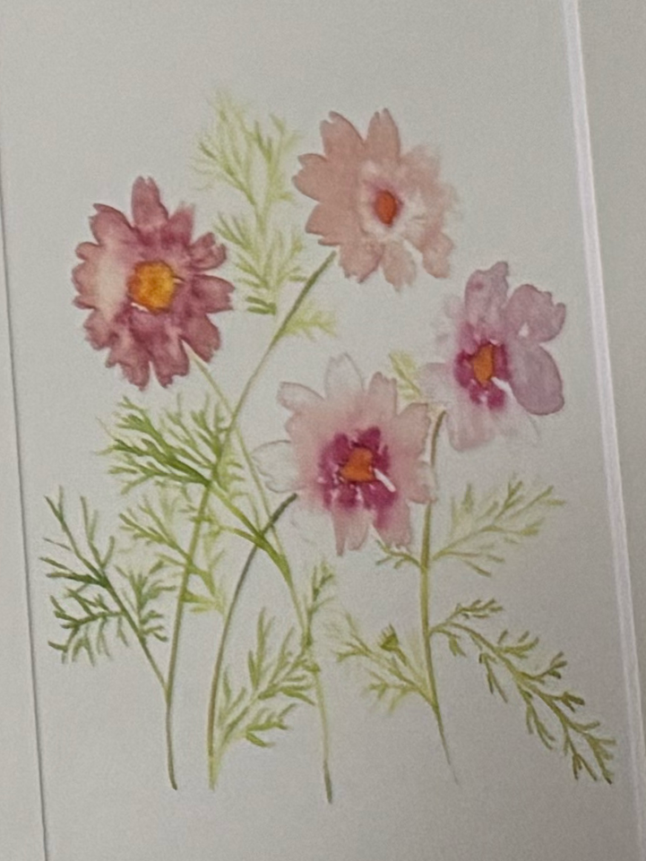 cosmos floral watercolor
