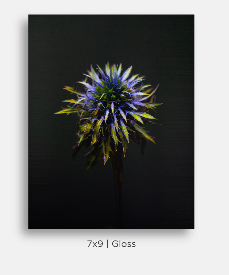 Blue Thistle Sea Holly Still Life Mini Metal Print Wall Art
