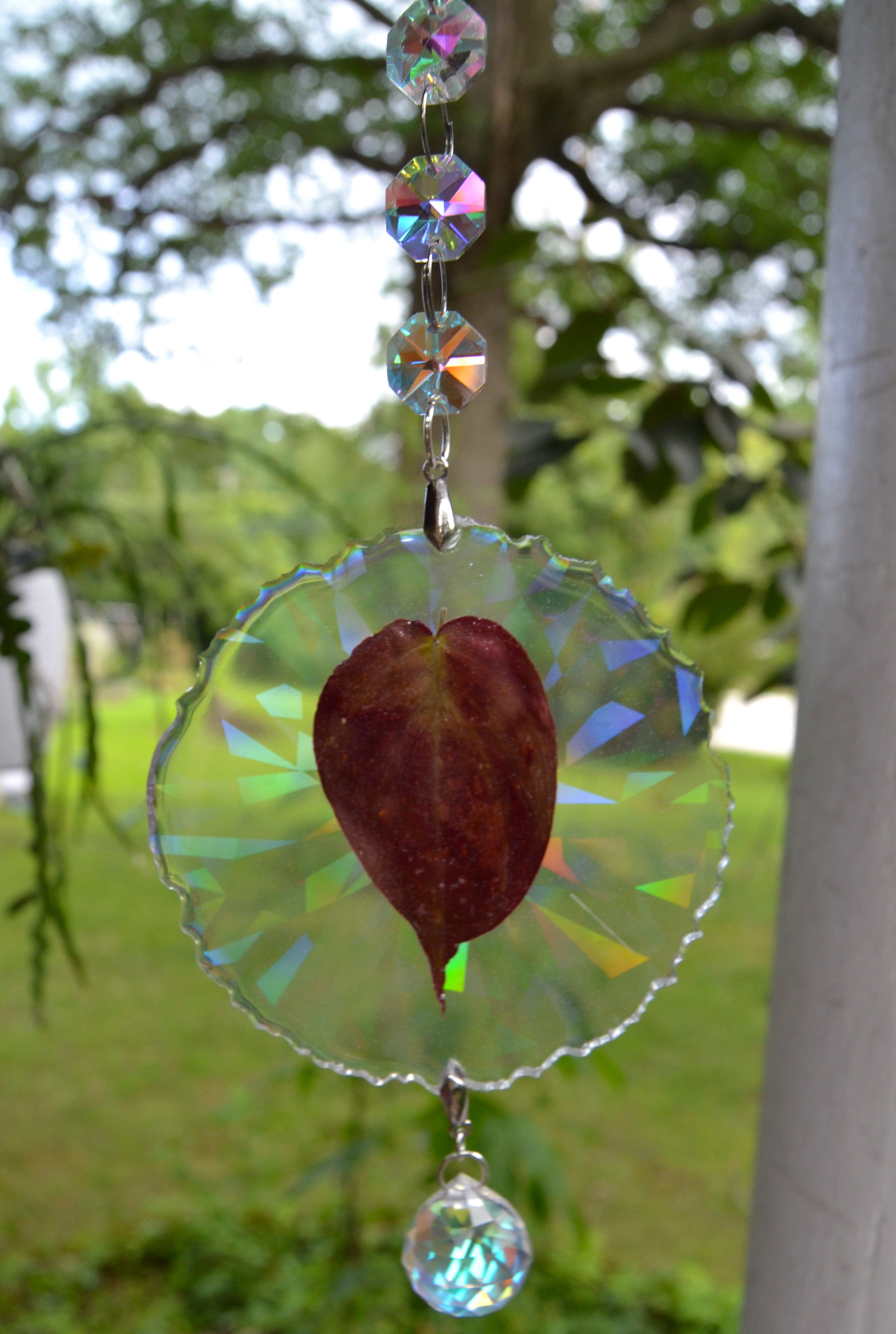 Leaf Suncatcher - Holo P. Micans