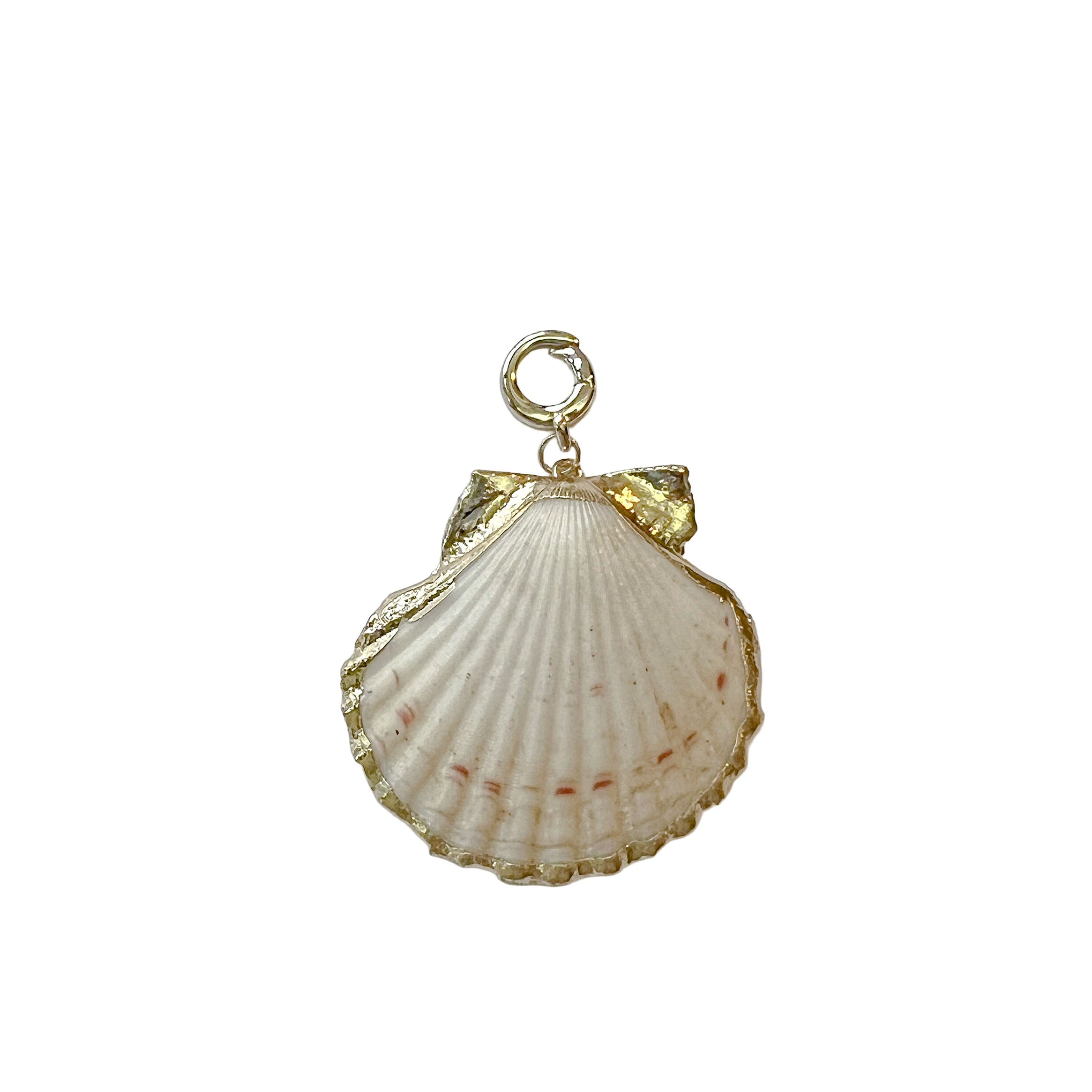charleston scallop gold edge shell