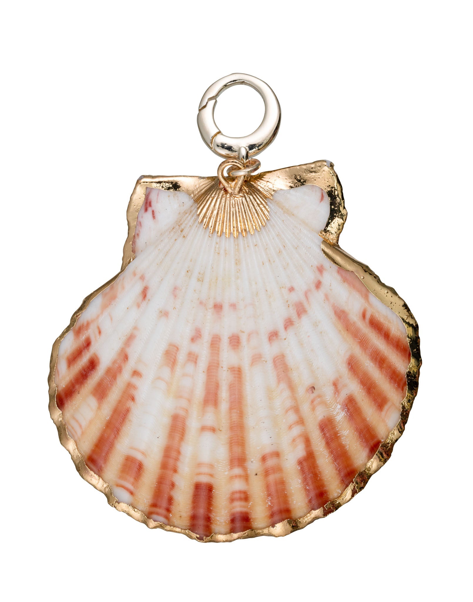 charleston scallop gold edge shell