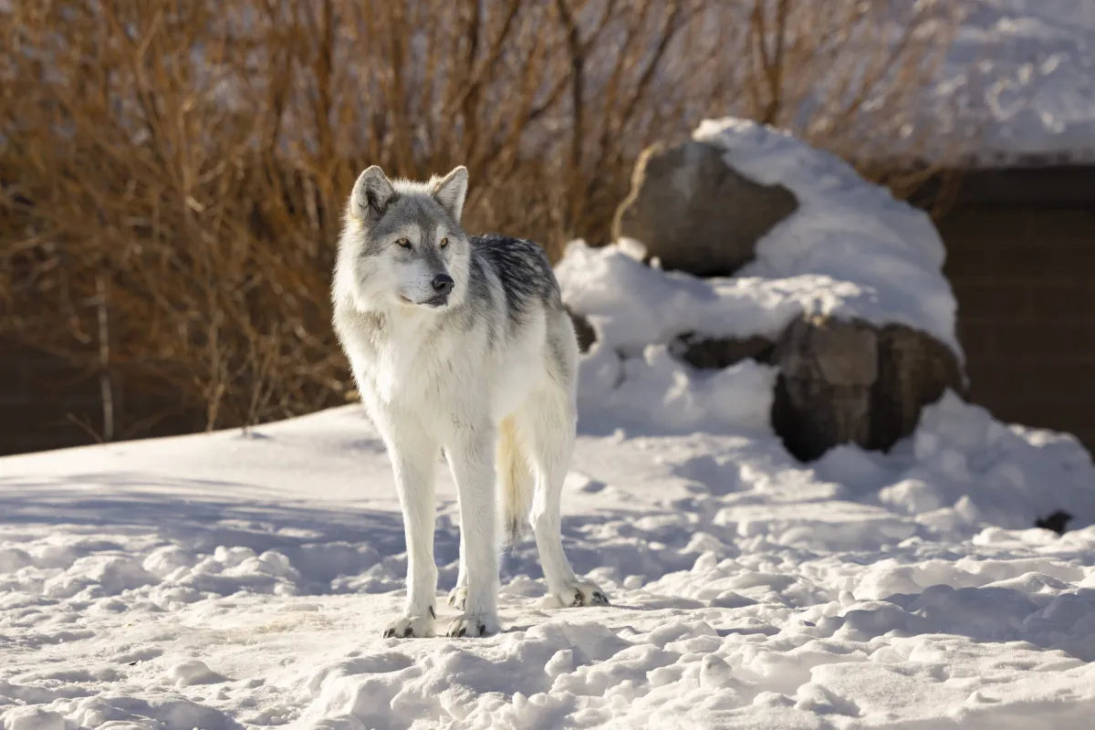 Grey Wolf Conservation Photography Print