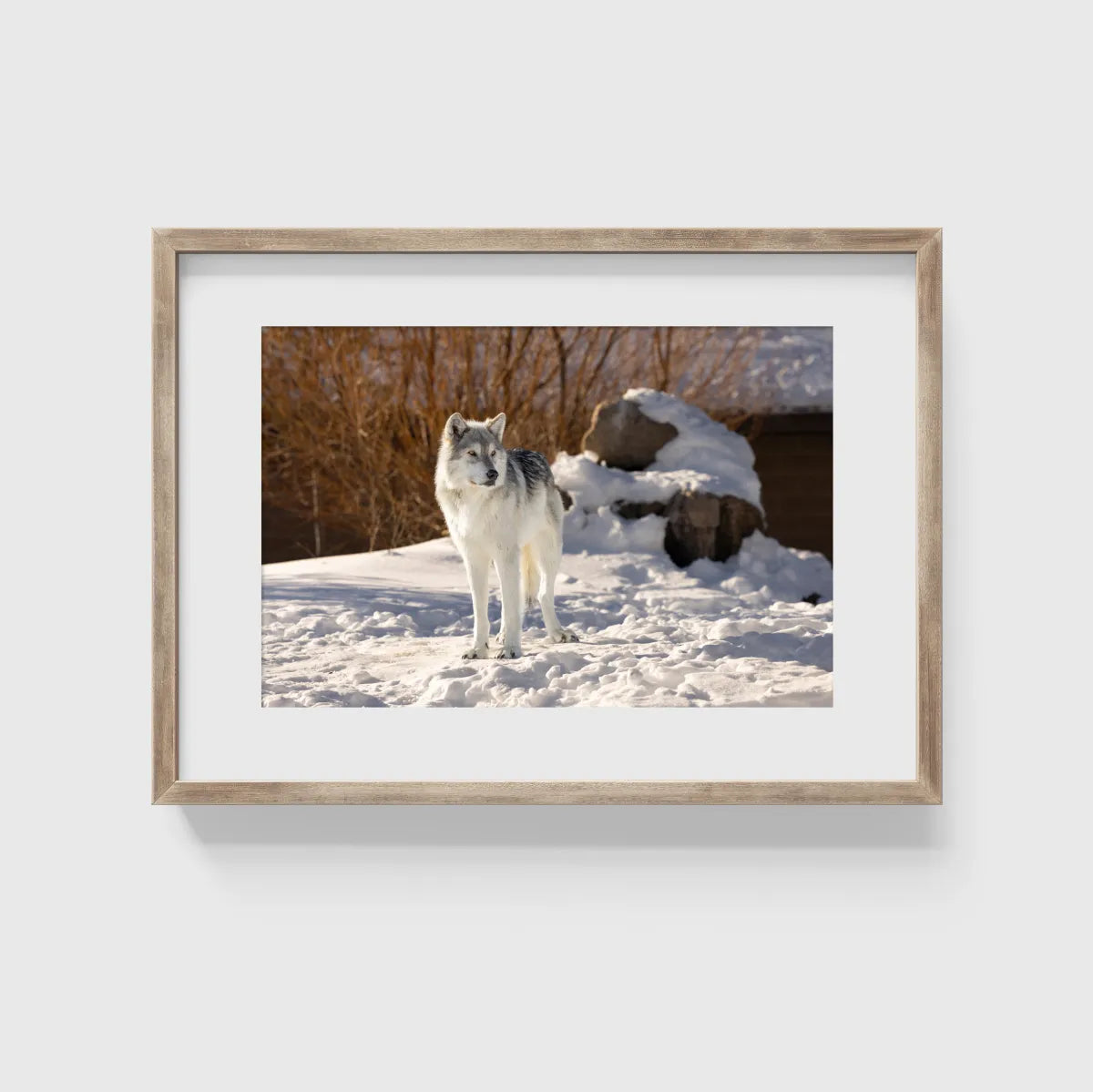 Grey Wolf Conservation Photography Print
