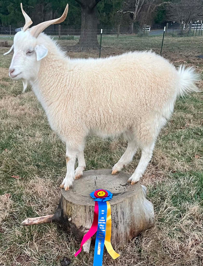 Cashmere Yarn