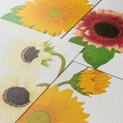 Sunflower Letterpad and Envelopes