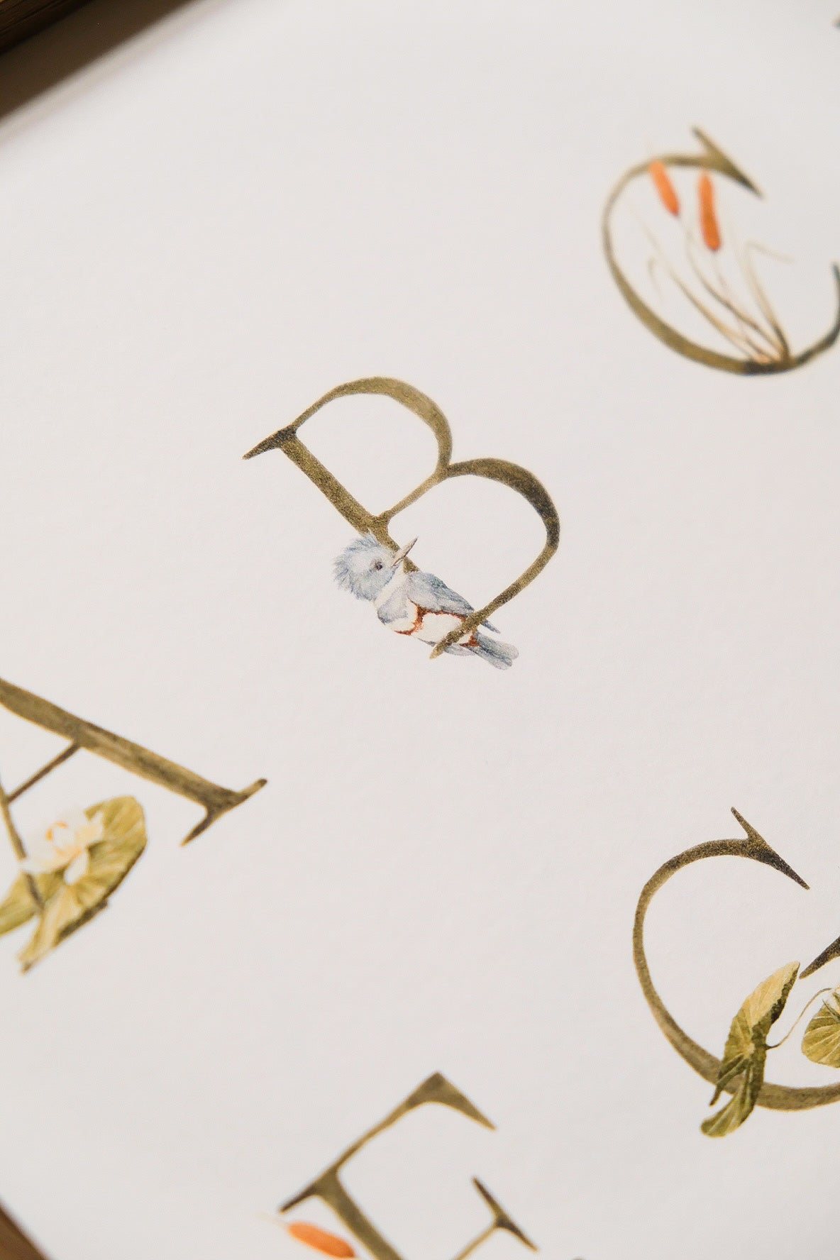 Pond Alphabet