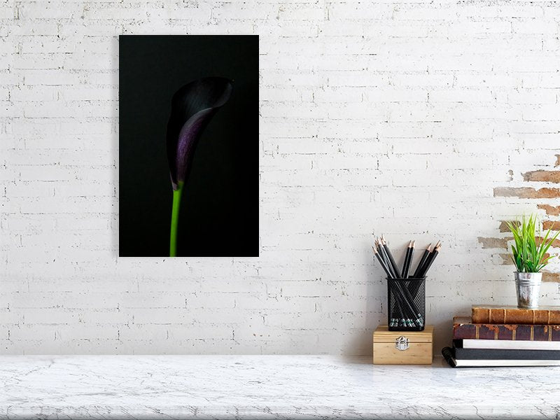 Fine art photography of close Up of a Single Deep Purple Calla Lily Flower on a Black Background for sale art prints home decor.