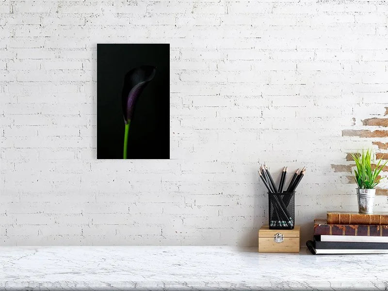 Fine art photography of close Up of a Single Deep Purple Calla Lily Flower on a Black Background for sale art prints home decor.