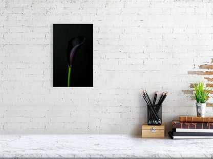 Fine art photography of close Up of a Single Deep Purple Calla Lily Flower on a Black Background for sale art prints home decor.