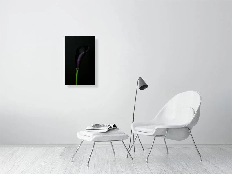 Fine art photography of close Up of a Single Deep Purple Calla Lily Flower on a Black Background for sale art prints home decor.