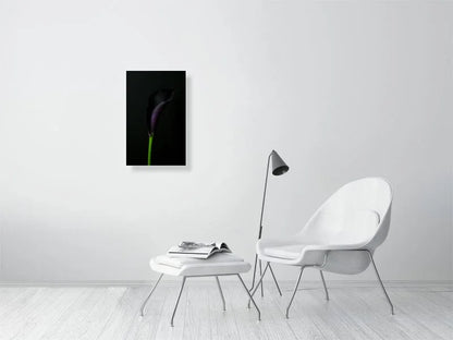 Fine art photography of close Up of a Single Deep Purple Calla Lily Flower on a Black Background for sale art prints home decor.