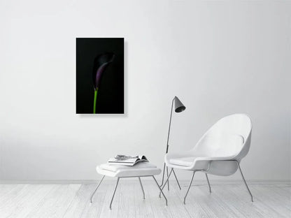 Fine art photography of close Up of a Single Deep Purple Calla Lily Flower on a Black Background for sale art prints home decor.