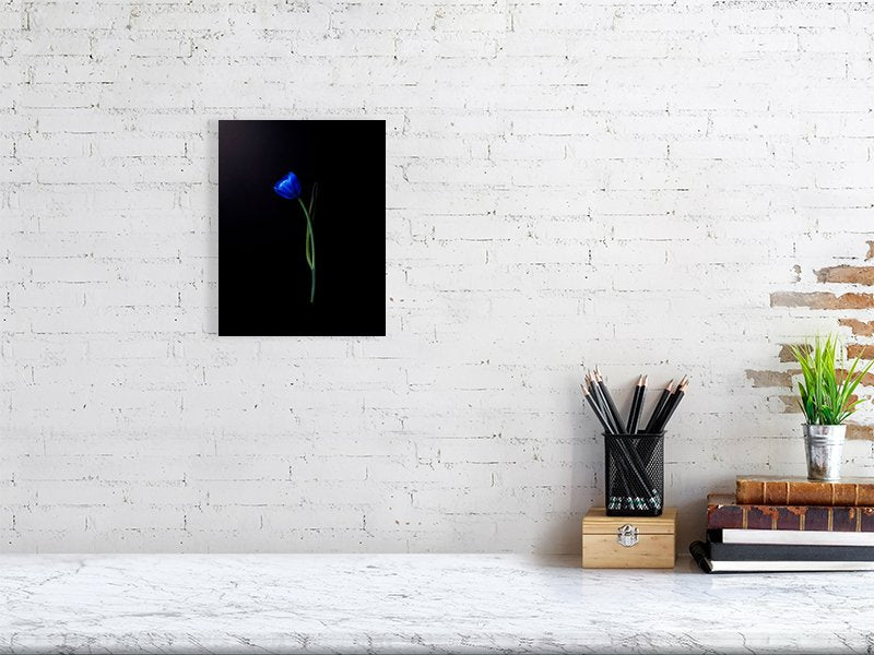 Fine art photograph of an electric blue tulip flower bulb and stem on a black background art prints for sale gifts home decor