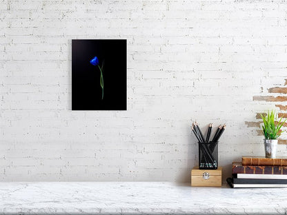 Fine art photograph of an electric blue tulip flower bulb and stem on a black background art prints for sale gifts home decor