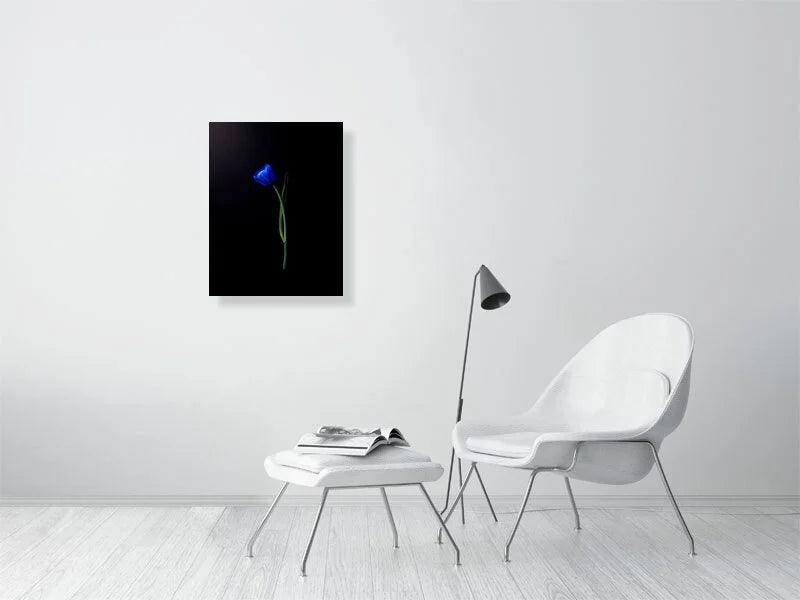 Fine art photograph of an electric blue tulip flower bulb and stem on a black background art prints for sale gifts home decor