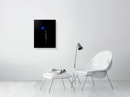 Fine art photograph of an electric blue tulip flower bulb and stem on a black background art prints for sale gifts home decor
