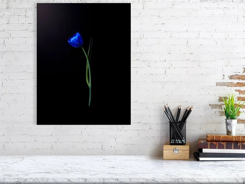 Fine art photograph of an electric blue tulip flower bulb and stem on a black background art prints for sale gifts home decor
