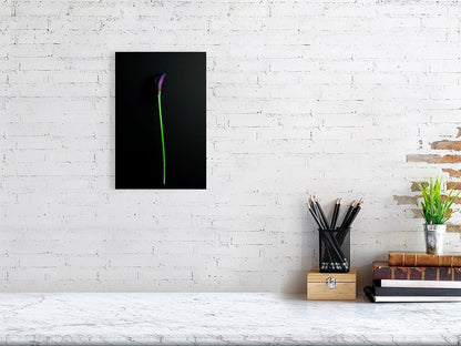 Fine art photography of a Single Deep Purple Calla Lily Flower on a Black Background for sale art prints home decor.