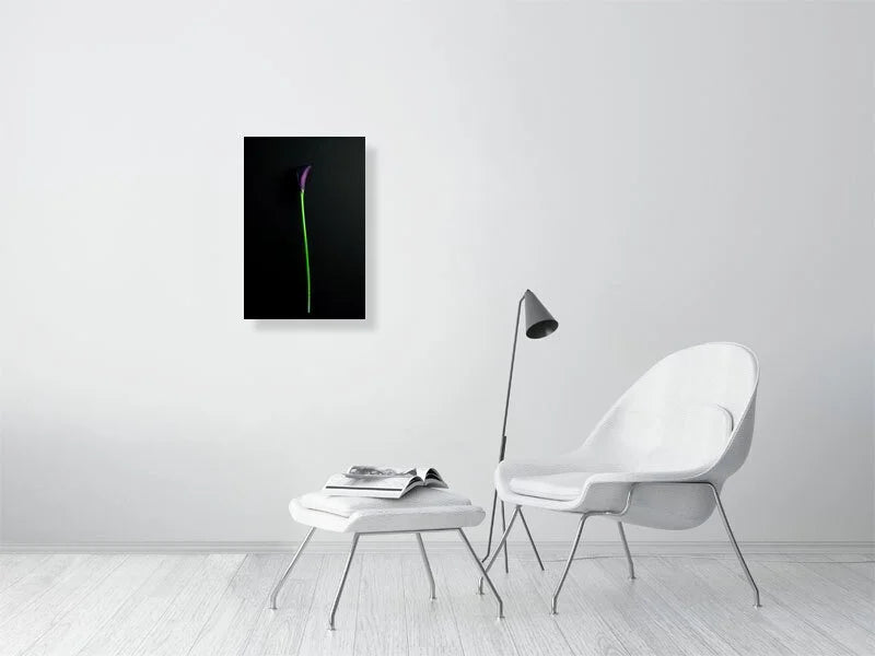 Fine art photography of a Single Deep Purple Calla Lily Flower on a Black Background for sale art prints home decor.