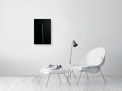 Fine art photography of a Single Deep Purple Calla Lily Flower on a Black Background for sale art prints home decor.