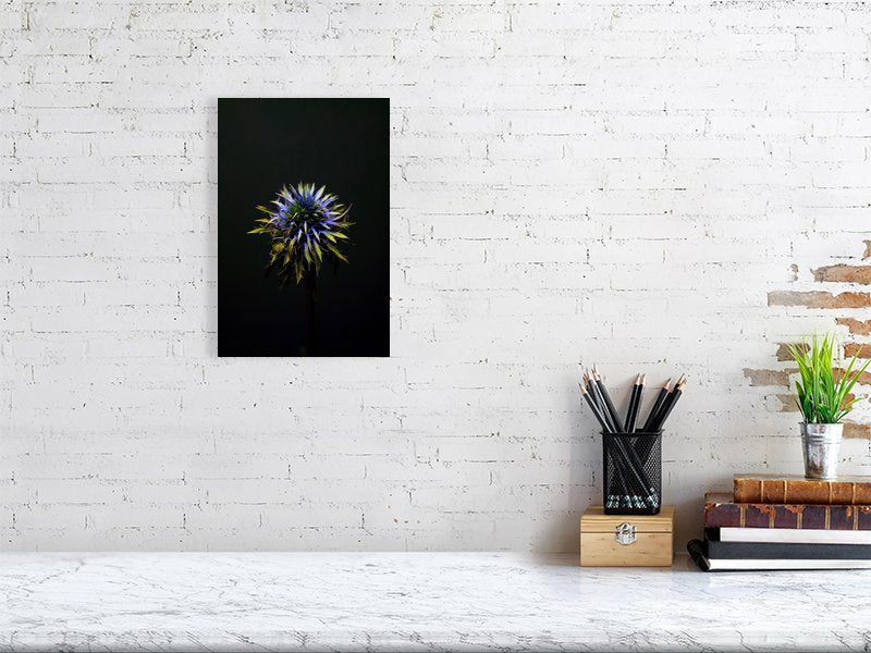 Fine art photograph of a Blue Thistle Bulb on Black Background with dramatic lighting on the spikes for sale sample home decor.