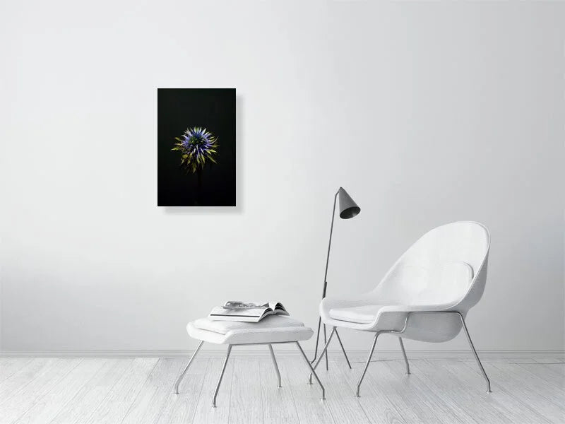 Fine art photograph of a Blue Thistle Bulb on Black Background with dramatic lighting on the spikes for sale home decor.