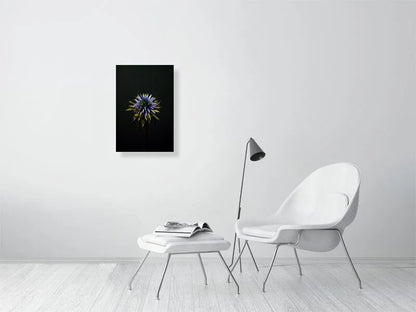 Fine art photograph of a Blue Thistle Bulb on Black Background with dramatic lighting on the spikes for sale home decor.