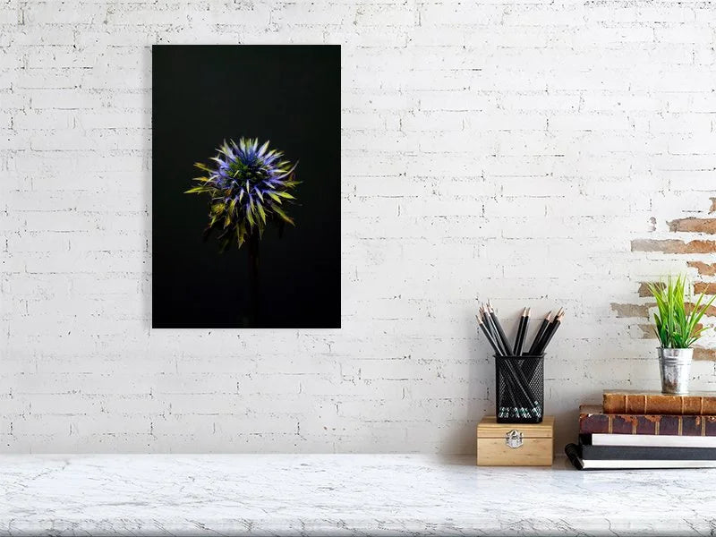Fine art photograph of a Blue Thistle Bulb on Black Background with dramatic lighting on the spikes for sale sample home decor.