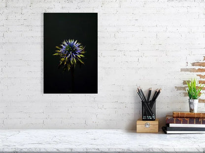 Fine art photograph of a Blue Thistle Bulb on Black Background with dramatic lighting on the spikes for sale sample home decor.