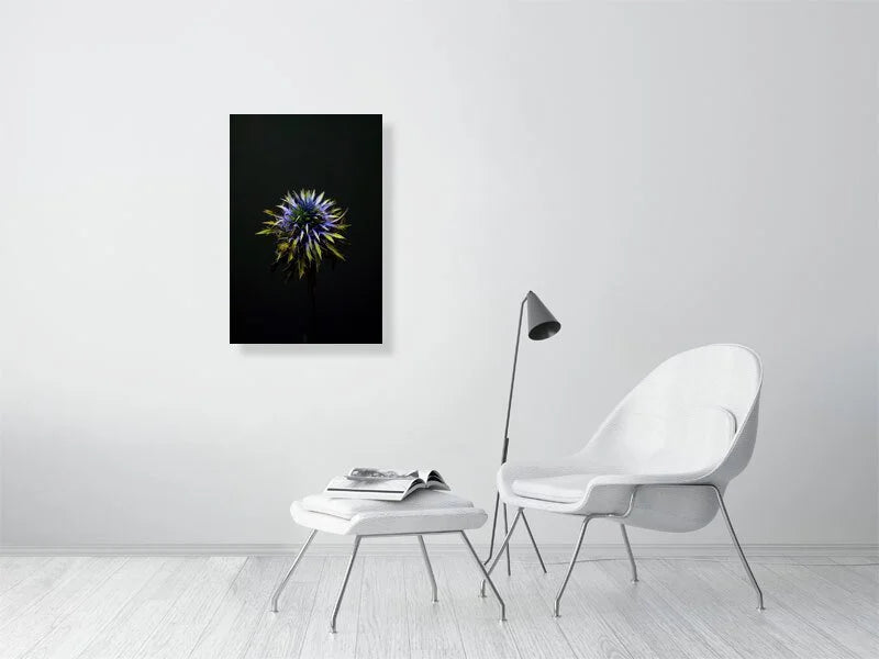 Fine art photograph of a Blue Thistle Bulb on Black Background with dramatic lighting on the spikes for sale home decor.