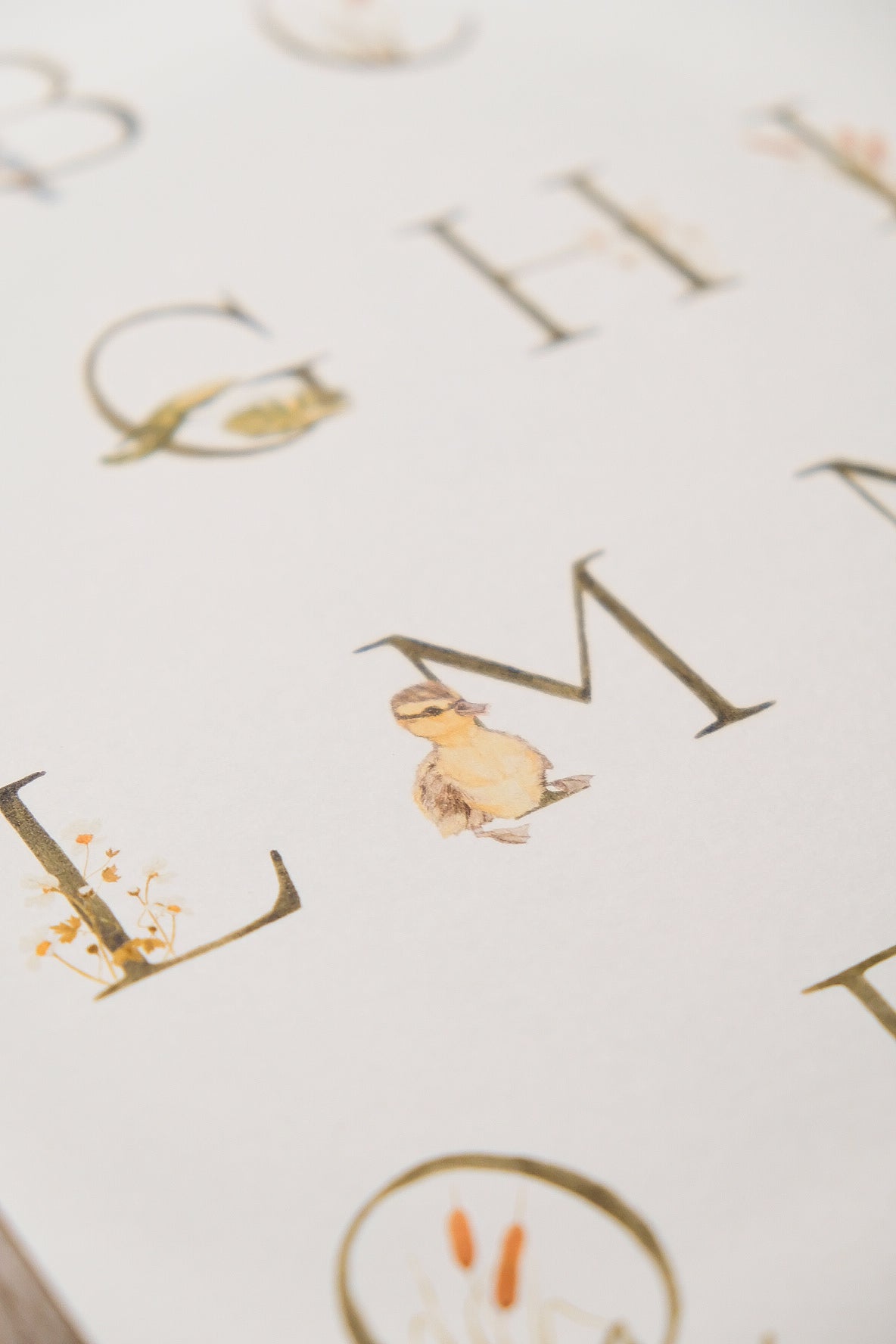 Pond Alphabet