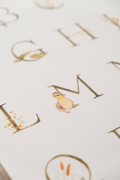 Pond Alphabet