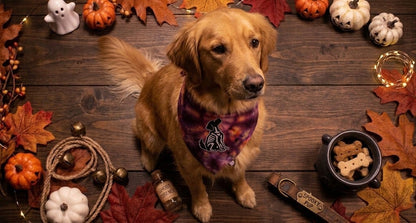 All Bite, No Tricks AC