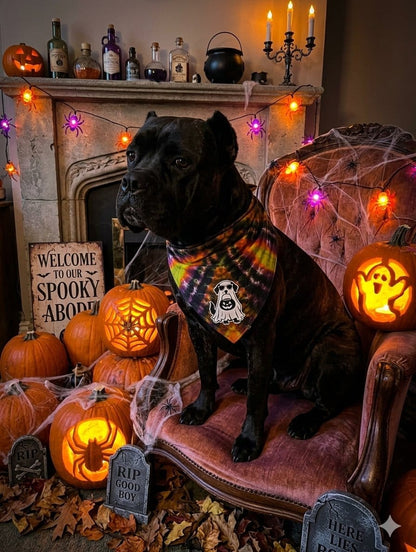 Certified Treat Collector AC