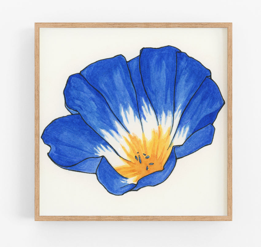 Morning Glory Print