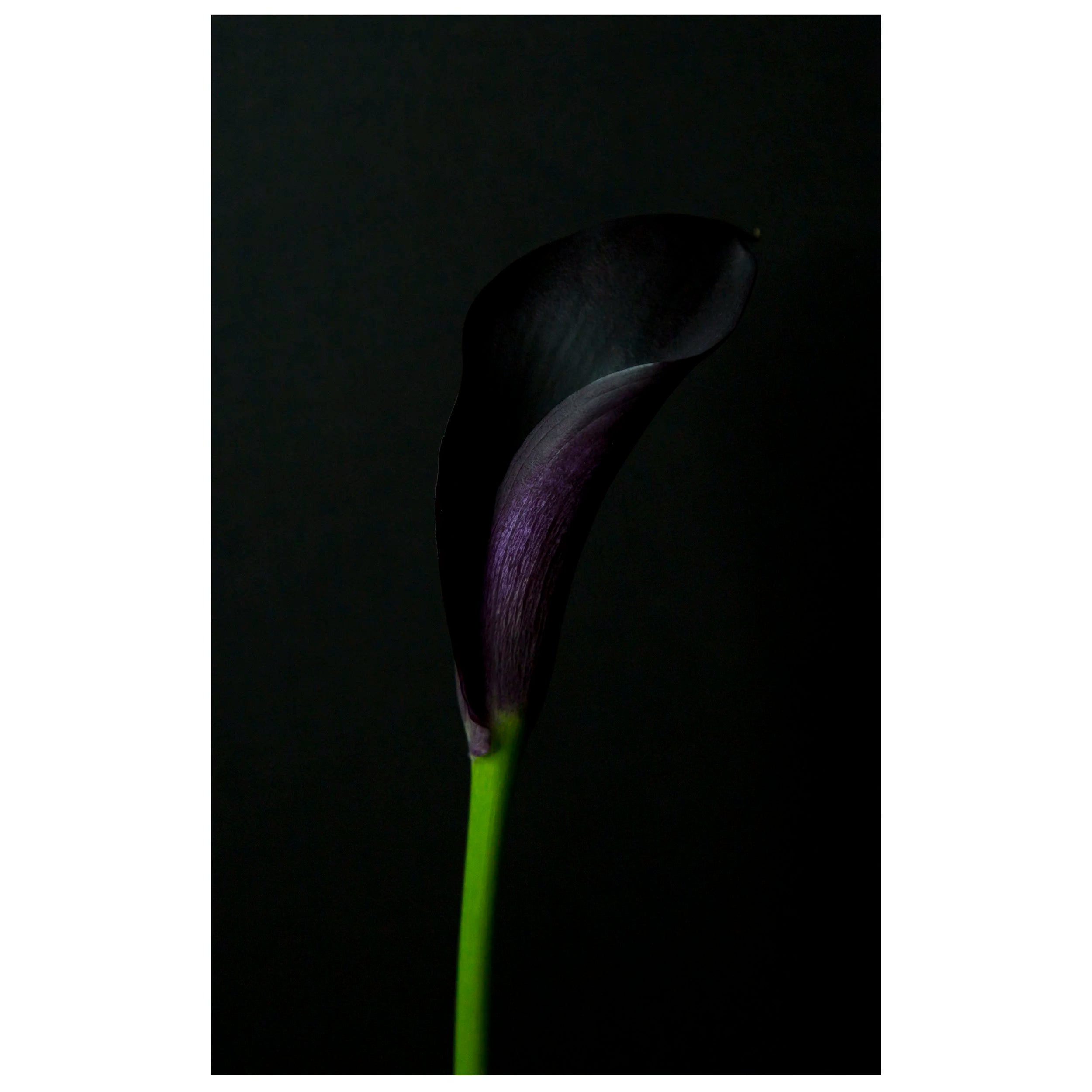 Fine art photography of close Up of a Single Deep Purple Calla Lily Flower on a Black Background for sale art prints home decor.