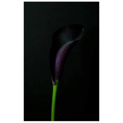 Fine art photography of close Up of a Single Deep Purple Calla Lily Flower on a Black Background for sale art prints home decor.