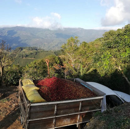 Overhead view of coffee cherries in the bed of a truck after being freshly picked, with mountains in the back ground at Swelter Coffee&