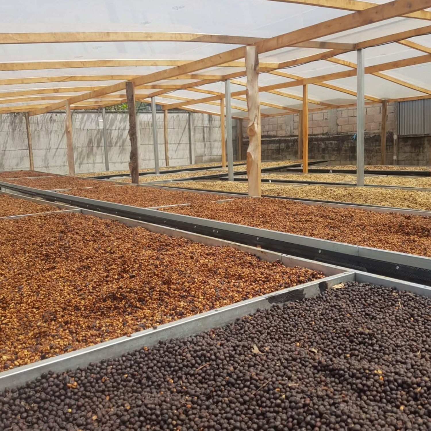 Drying beds on Mayra Solis farm showing different stages of the drying process