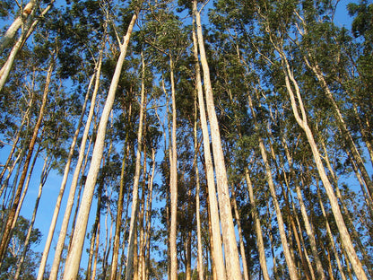 Essential Oil - Eucalyptus