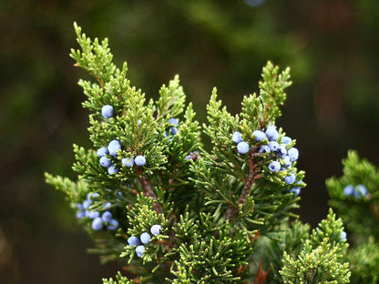 essential oils aromatherapy blending customize juniper