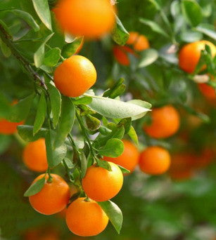 essential oils aromatherapy blending customize tangerine
