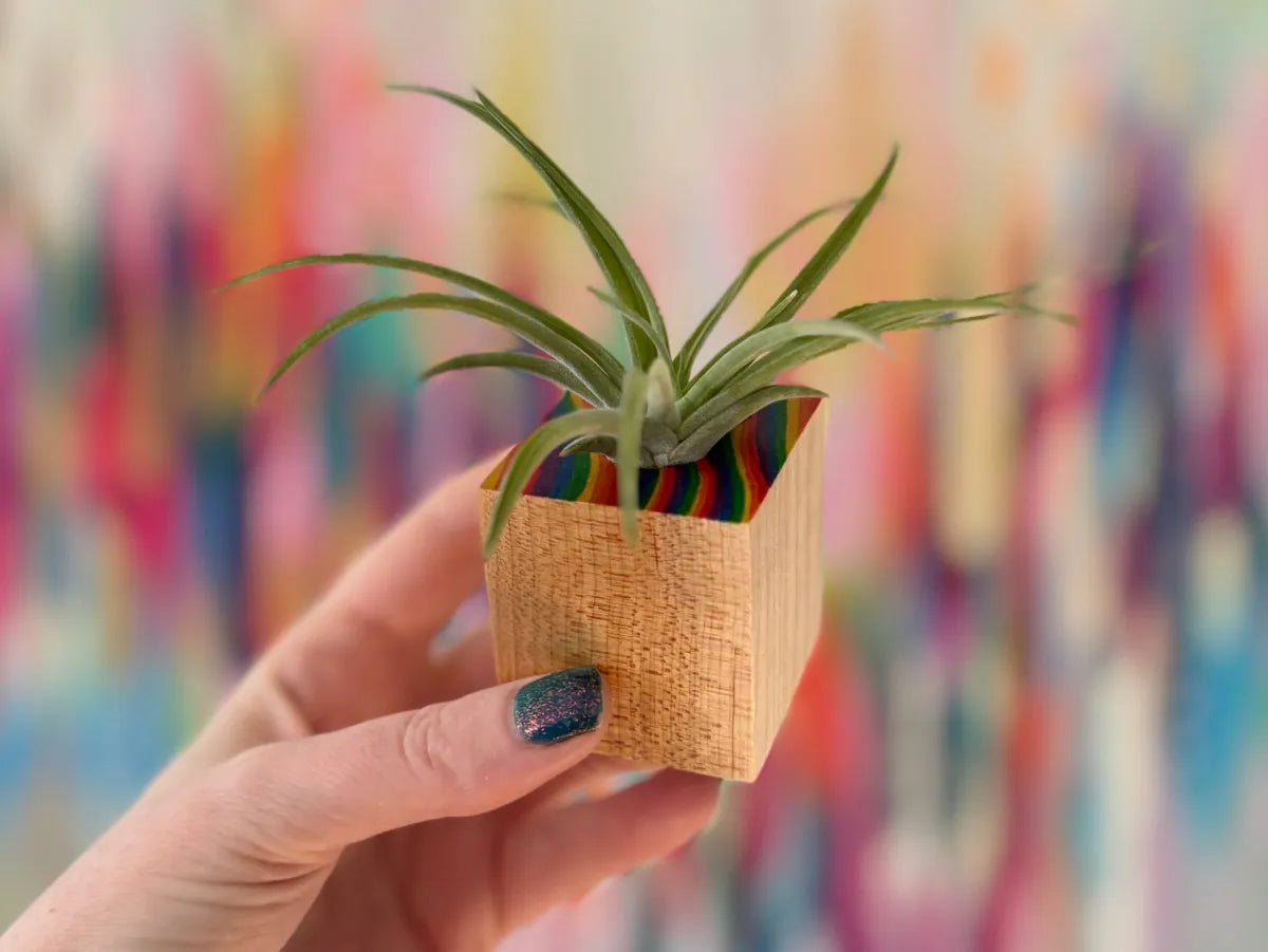 Hand-Painted Rainbow Maple Wood Air Plant Holder
